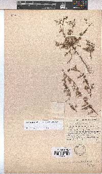 Hermannia erodioides image