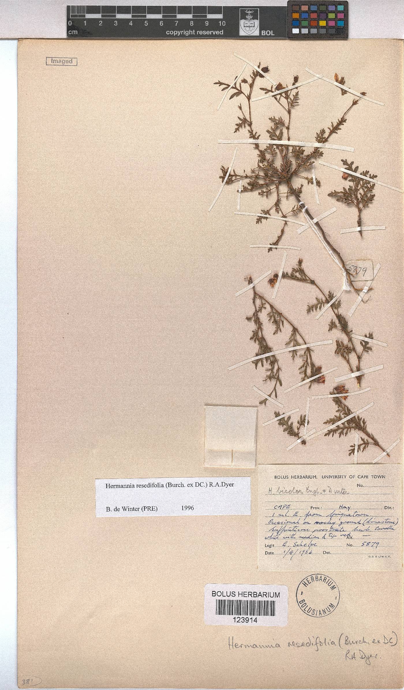 Hermannia erodioides image
