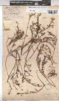 Hermannia erodioides image