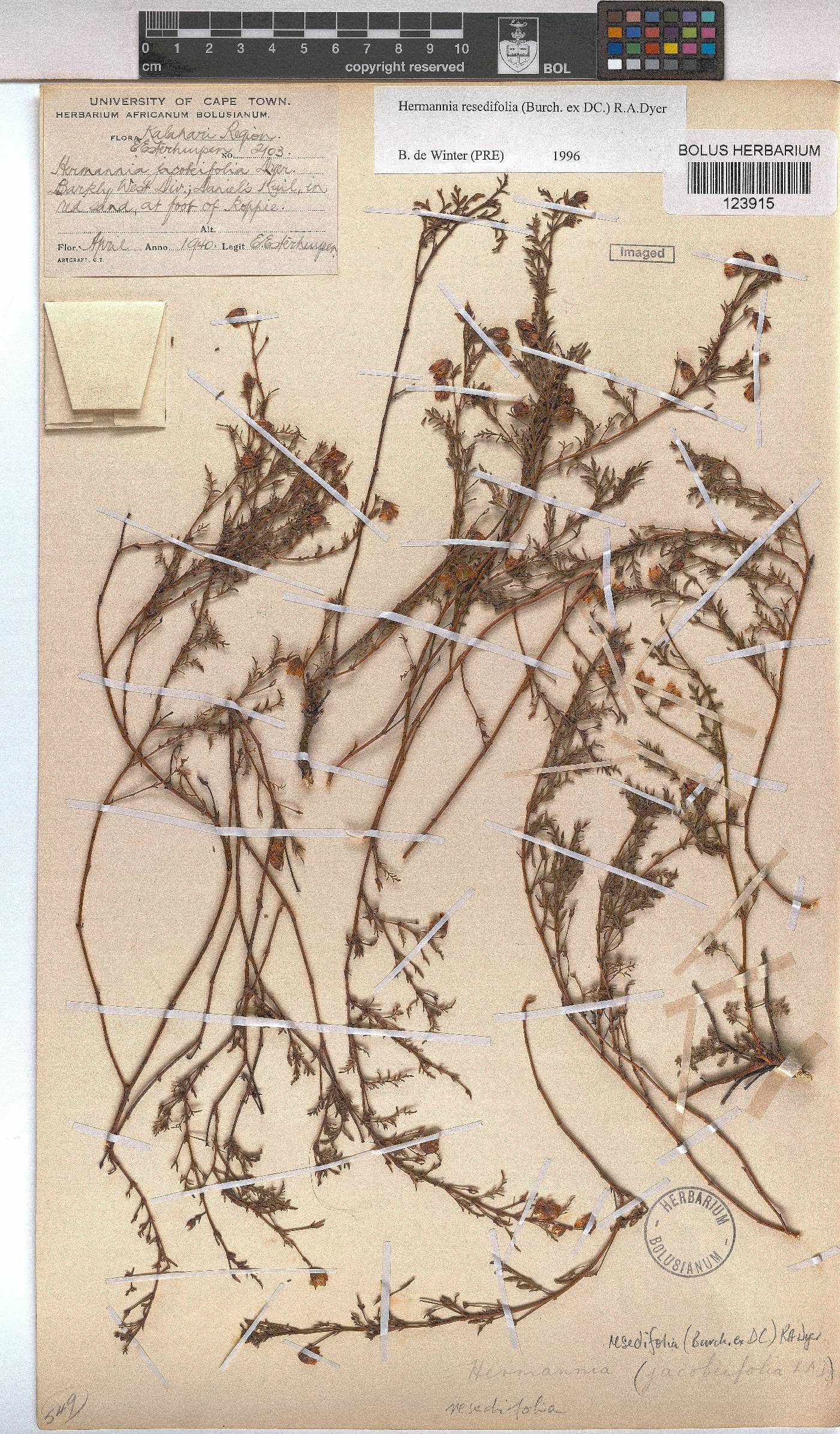 Hermannia erodioides image