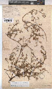 Hermannia erodioides image