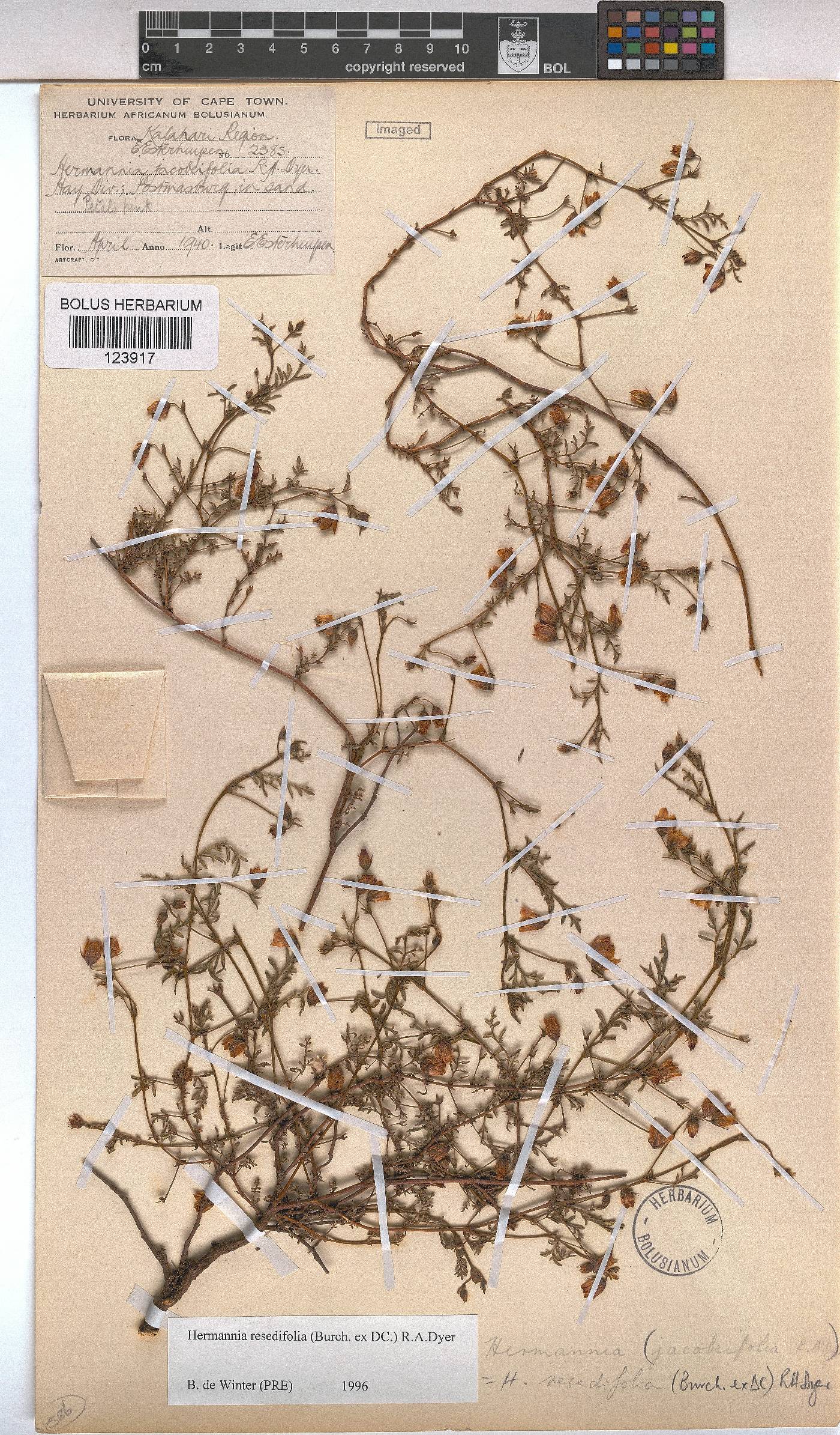 Hermannia erodioides image