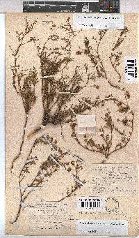 Hermannia erodioides image