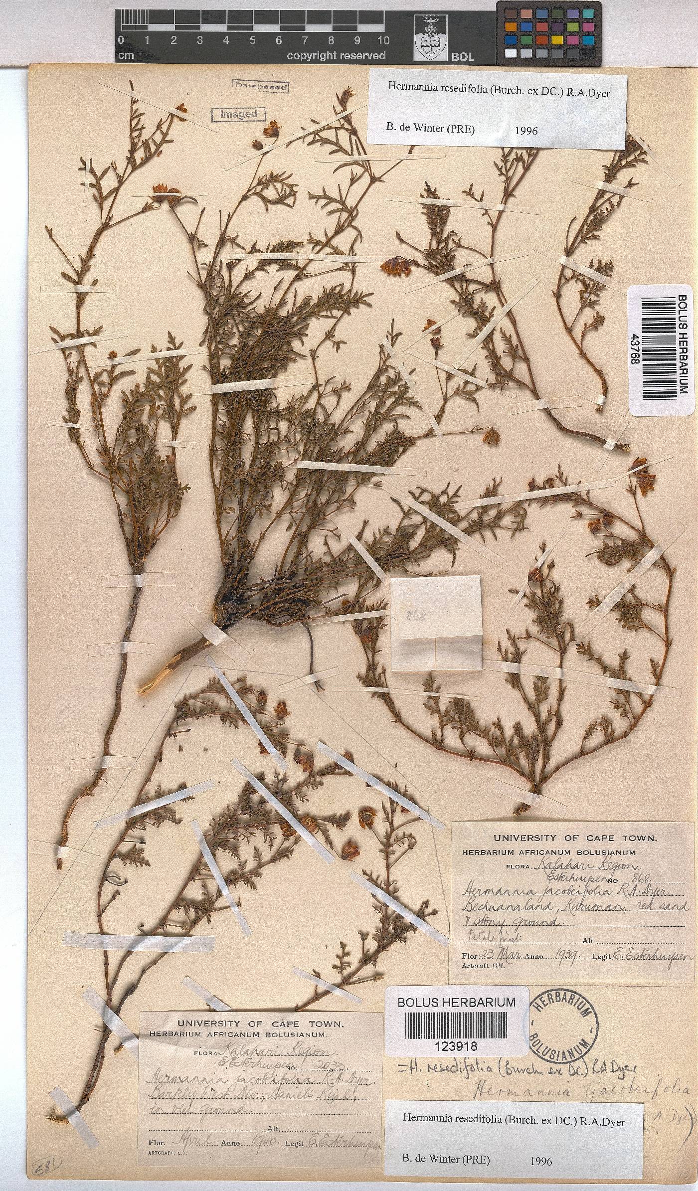 Hermannia erodioides image