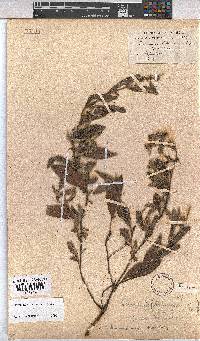 Hermannia montana image