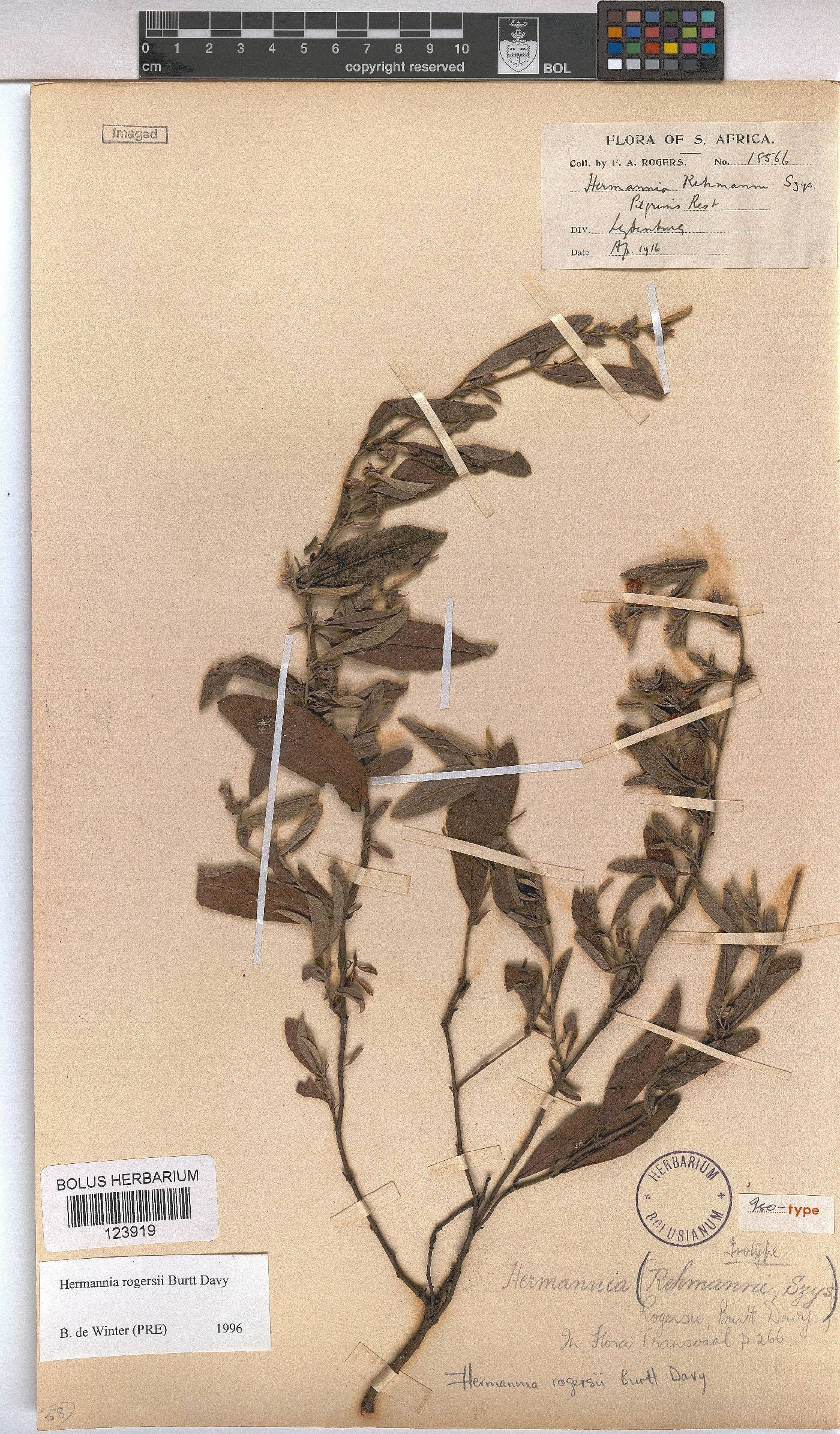 Hermannia montana image