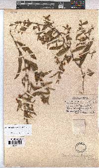 Hermannia montana image
