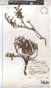 Hermannia saccifera image