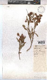 Hermannia saccifera image