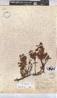 Hermannia saccifera image