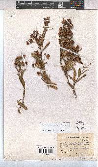 Hermannia saccifera image