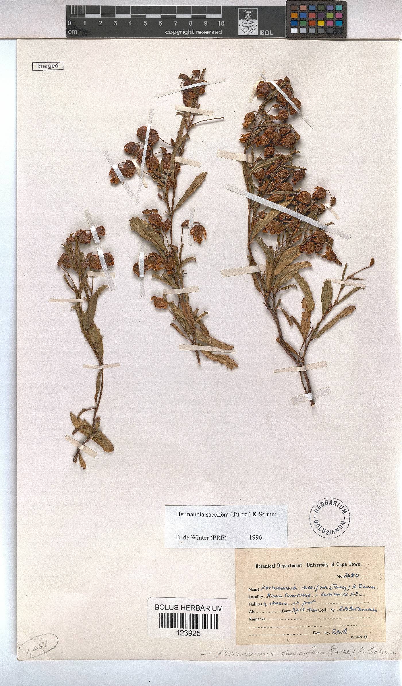 Hermannia saccifera image