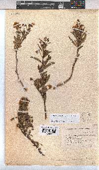 Hermannia saccifera image