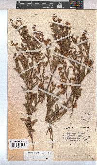 Hermannia saccifera image