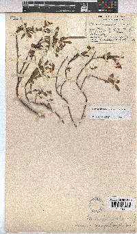 Hermannia saccifera image