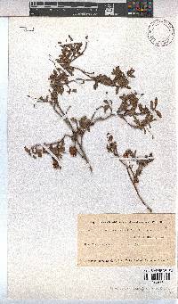 Hermannia saccifera image