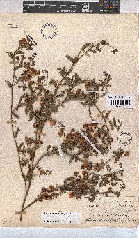 Hermannia saccifera image