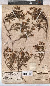 Hermannia saccifera image