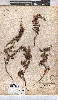 Hermannia saccifera image
