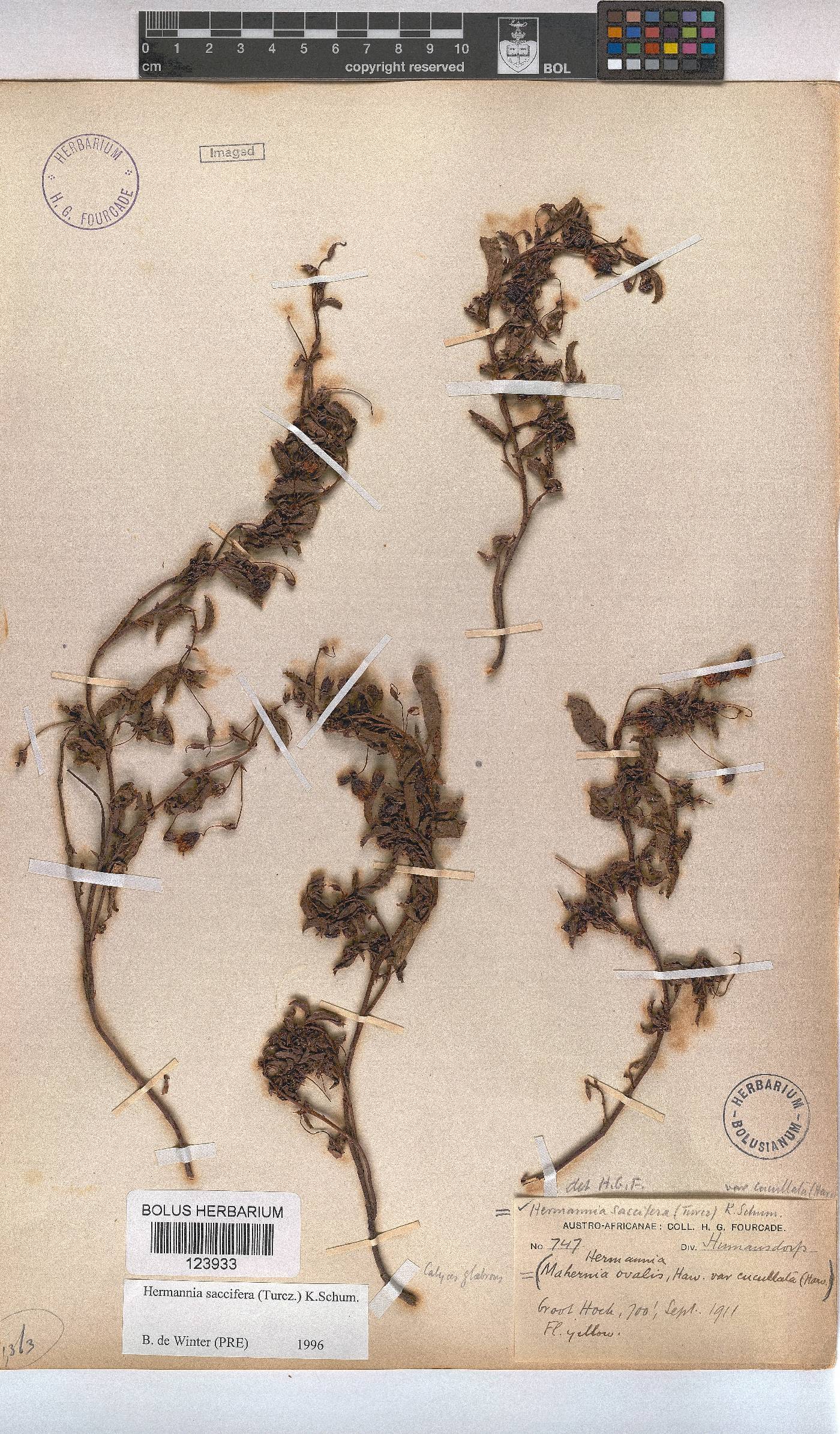 Hermannia saccifera image