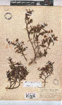 Hermannia saccifera image