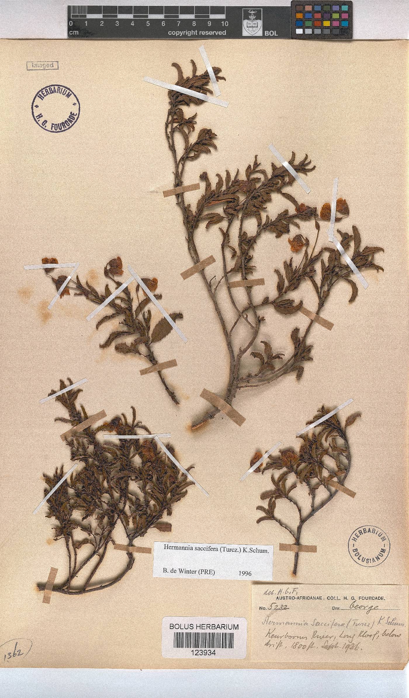 Hermannia saccifera image