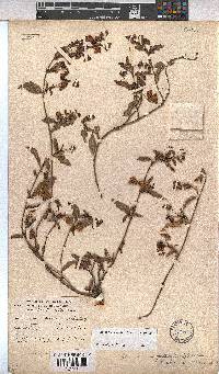 Hermannia saccifera image