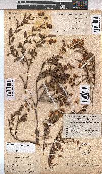 Hermannia saccifera image