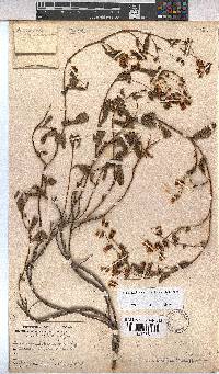 Hermannia saccifera image