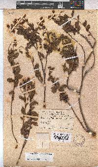 Hermannia saccifera image