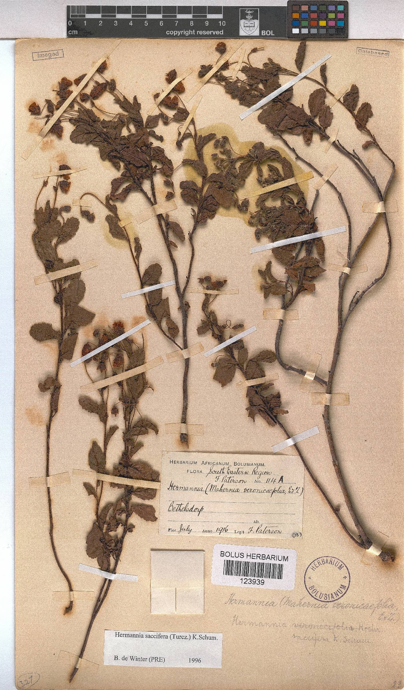 Hermannia saccifera image