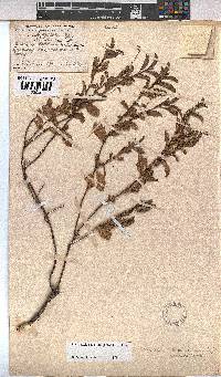 Hermannia saccifera image