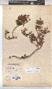 Hermannia saccifera image