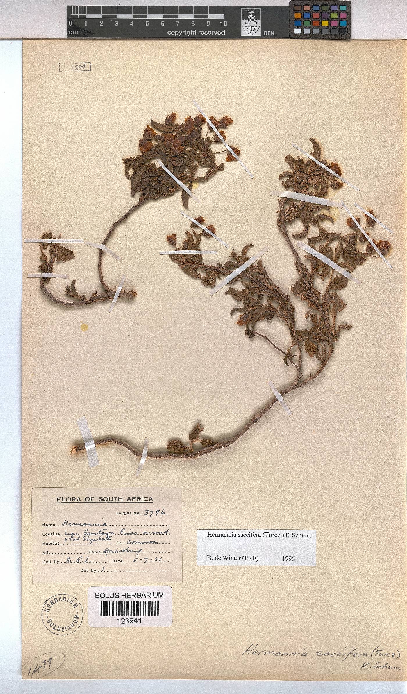 Hermannia saccifera image