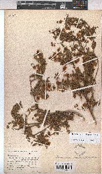 Hermannia saccifera image