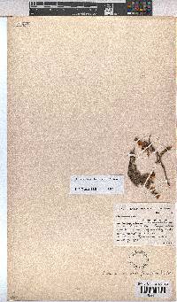 Hermannia saccifera image