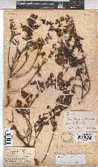 Hermannia saccifera image