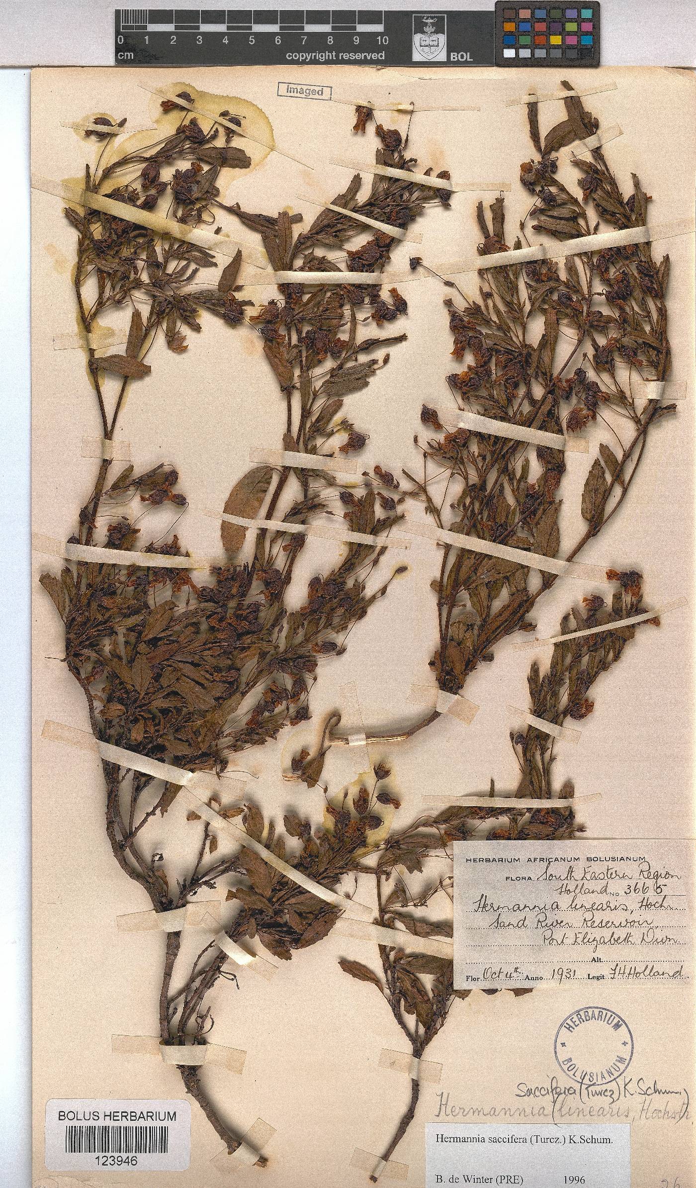 Hermannia saccifera image