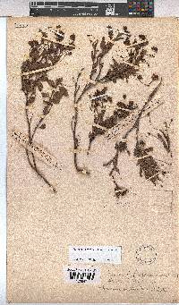 Hermannia saccifera image