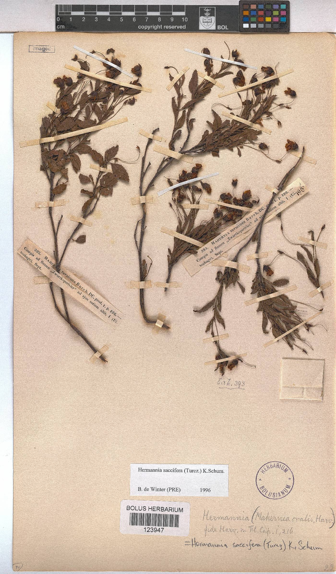 Hermannia saccifera image
