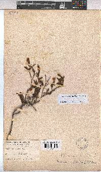 Hermannia saccifera image