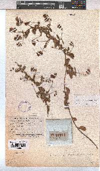 Hermannia scabricaulis image