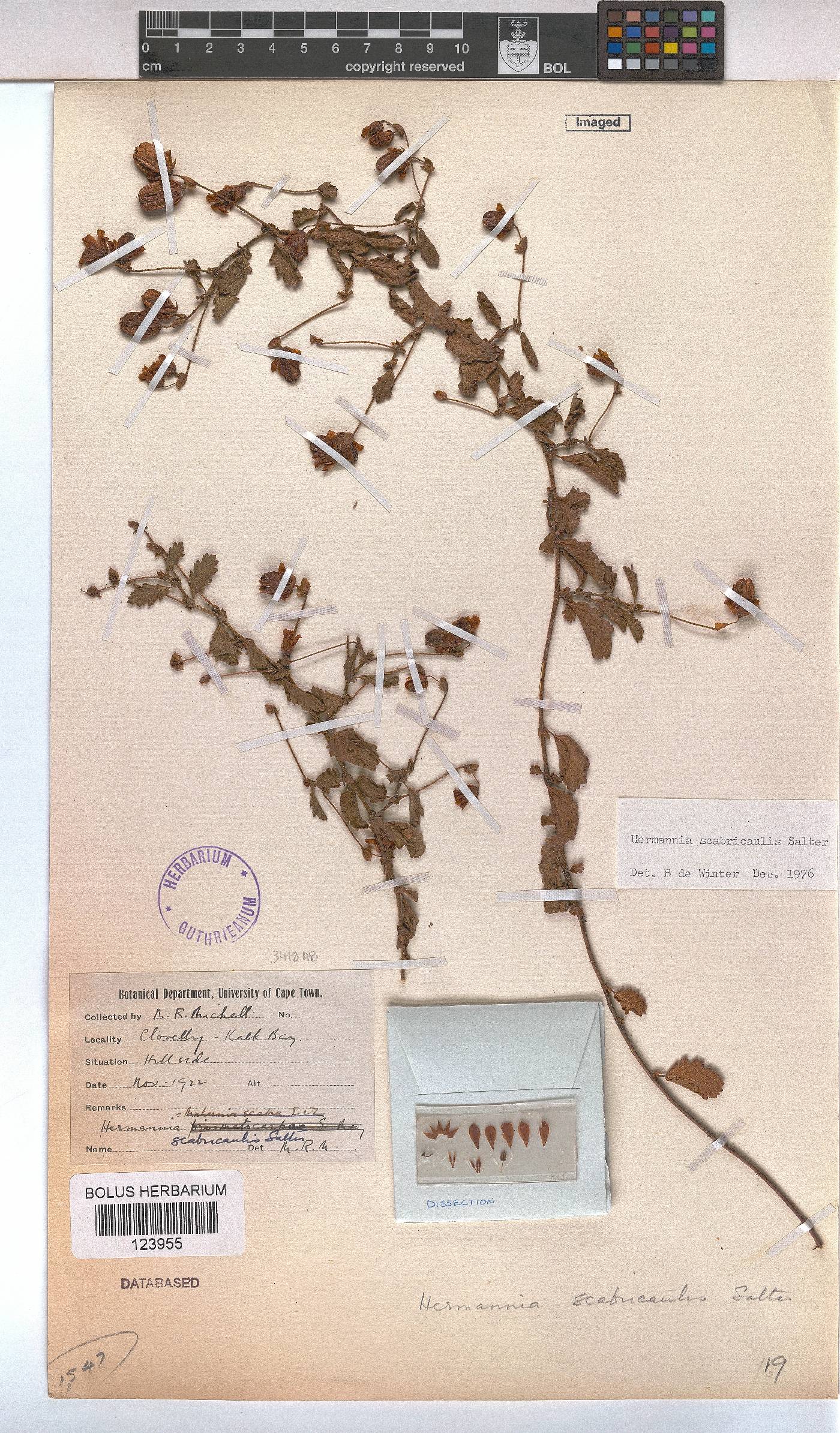 Hermannia scabricaulis image