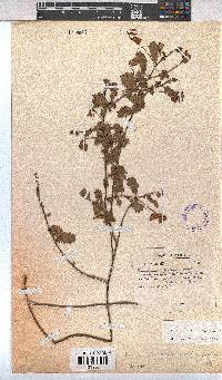 Hermannia scabricaulis image