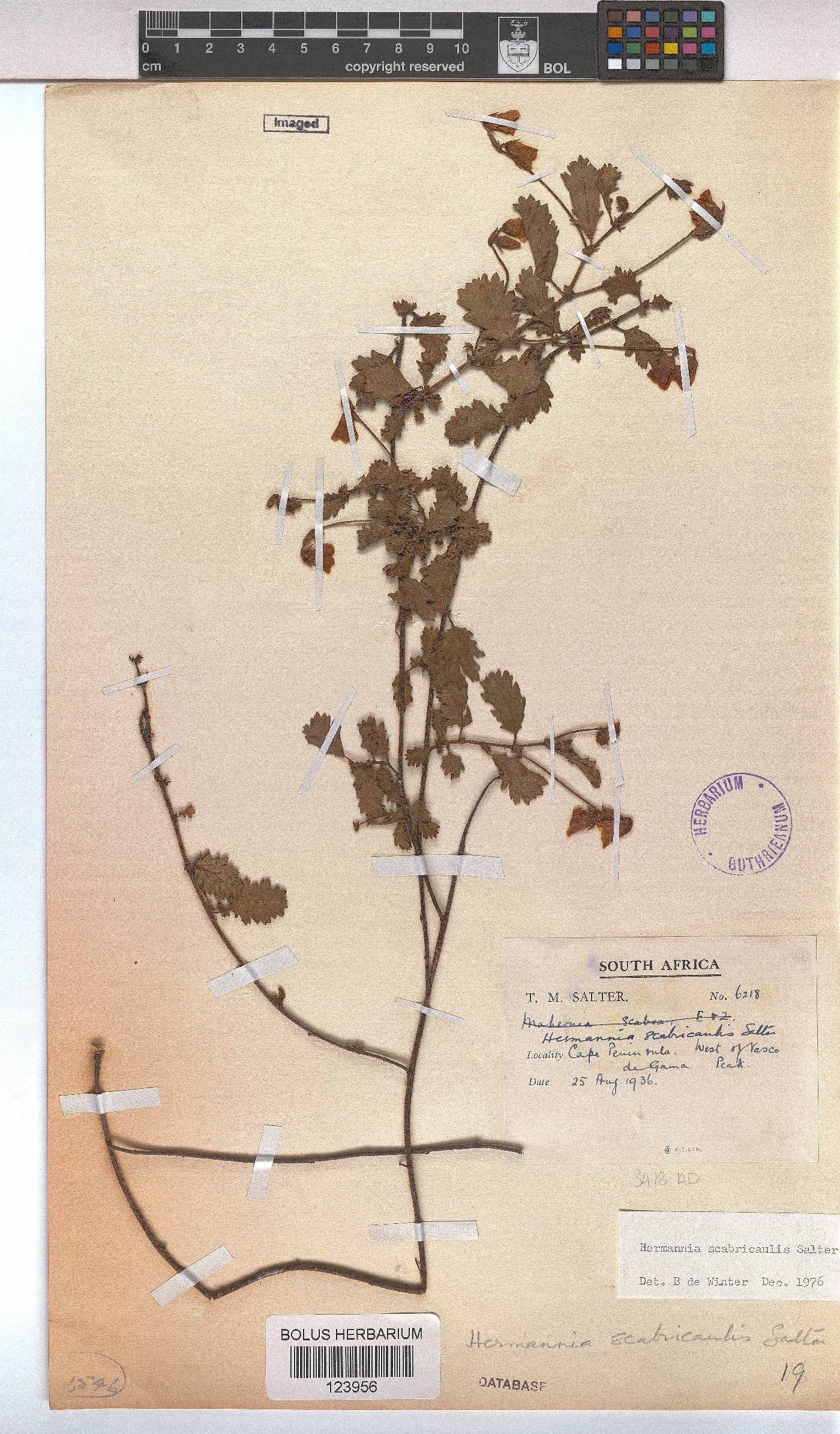 Hermannia scabricaulis image