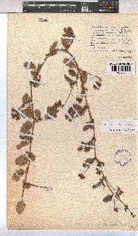 Hermannia scabricaulis image