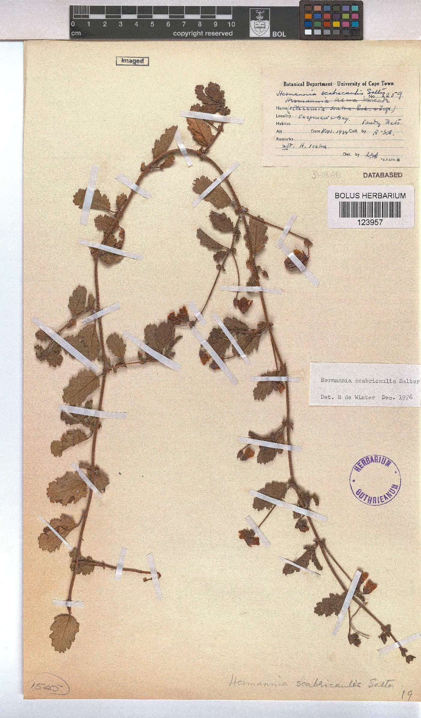 Hermannia scabricaulis image