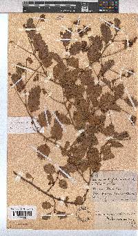 Hermannia scabricaulis image