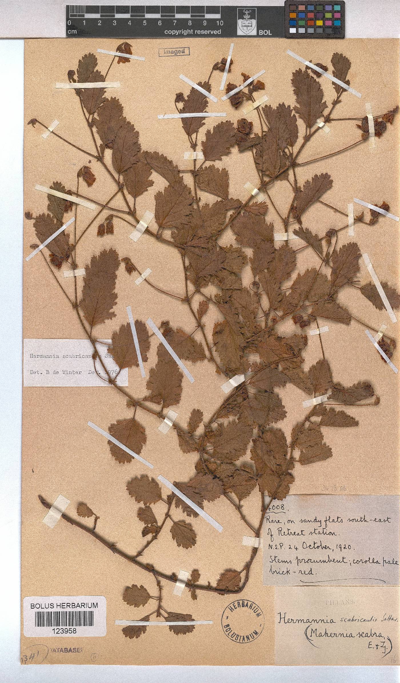 Hermannia scabricaulis image
