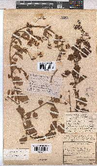 Hermannia scabricaulis image